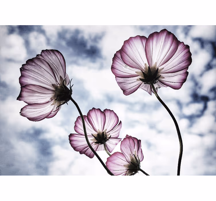 Estore de rolo para sala com design de flores cósmicas roxas - TenStickers