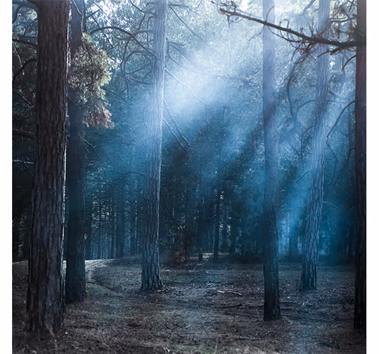 Estore de rolo para sala natureza ao anoitecer na floresta - TenStickers