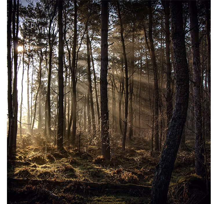 Estore de rolo para sala amanhecer na floresta - TenStickers