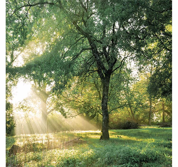 Estore de rolo para sala floresta matinal verde da natureza - TenStickers