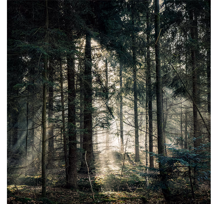 Estore de rolo para sala floresta "nature" em tons escuros - TenStickers
