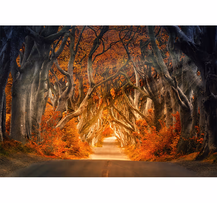 Estore de rolo para sala vista linda da estrada na floresta - TenStickers