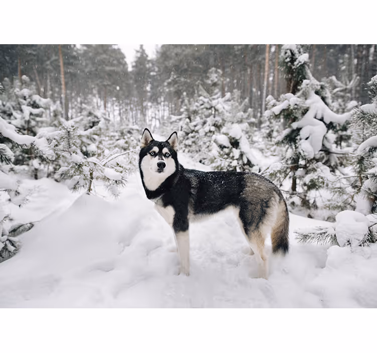 Estore de rolo branco floresta de inverno e cachorro husky - TenStickers