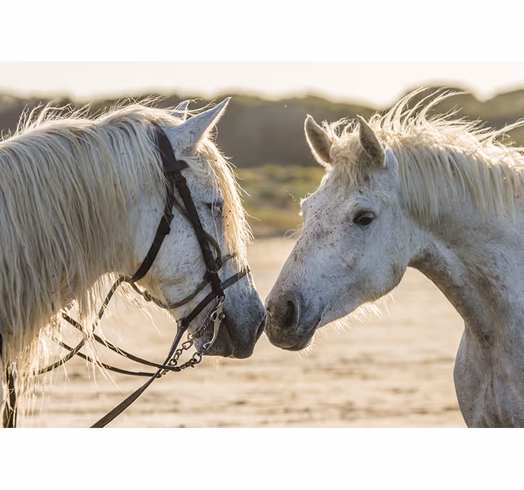 Estore de rolo branco dois cavalos brancos - TenStickers
