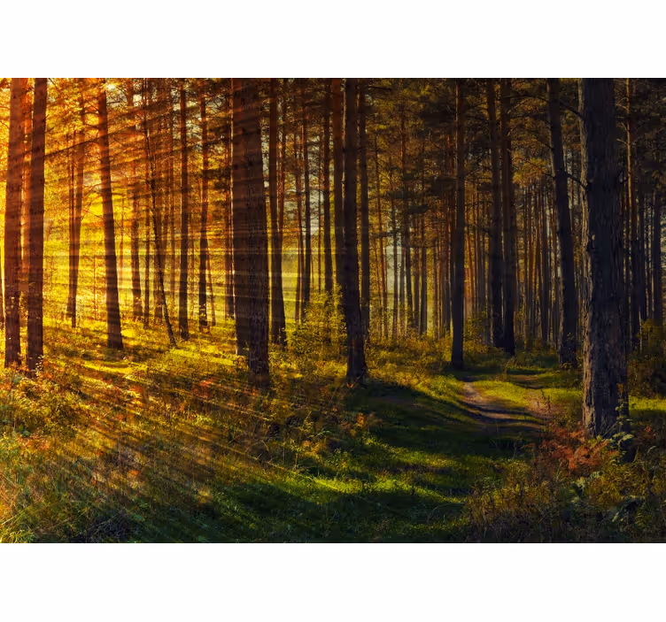 Estore de rolo quarto raios de luz da floresta - TenStickers