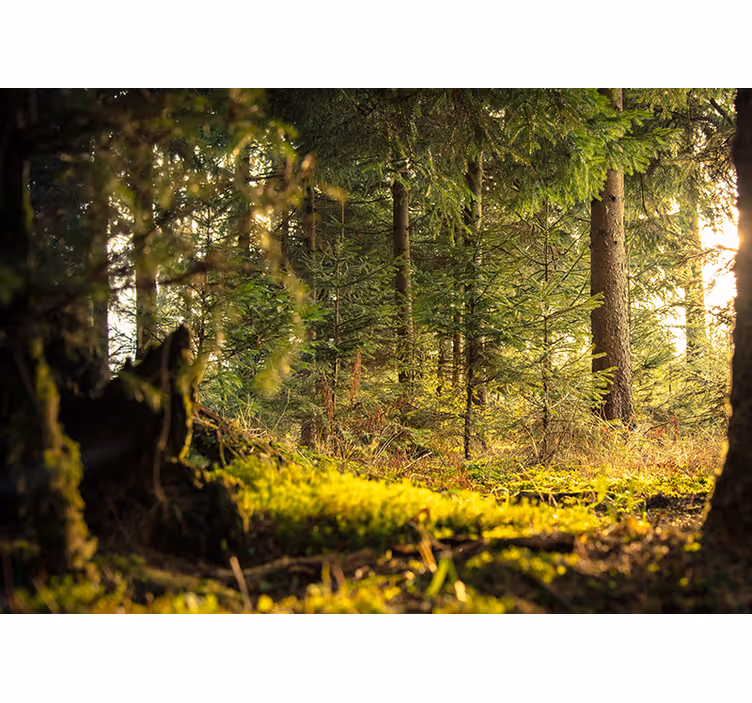 Estore de rolo quarto floresta verde com árvores e sol - TenStickers