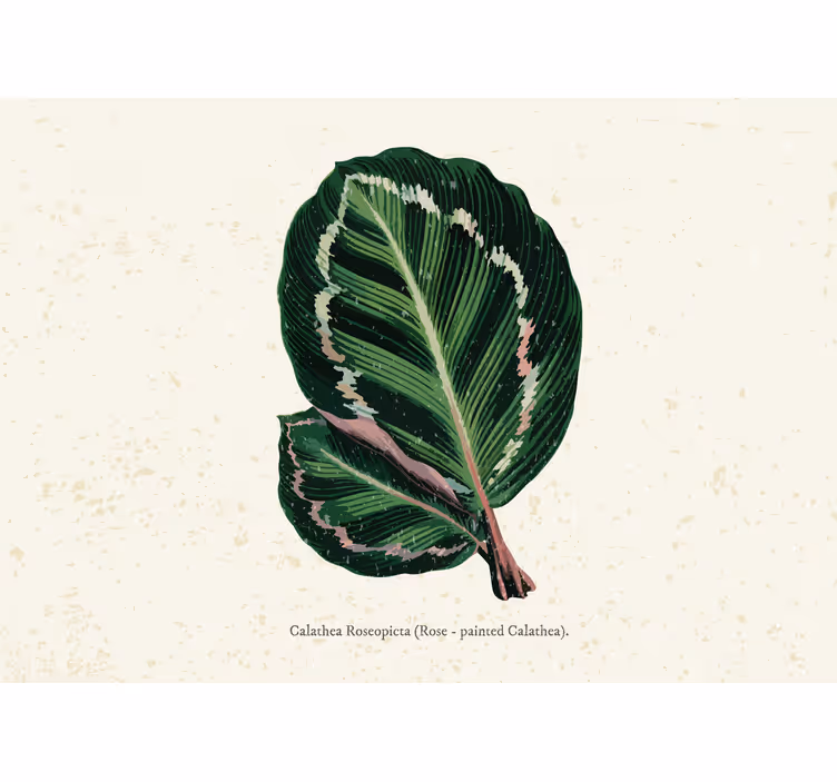 Estore de rolo quarto folhas de maranta verde e vermelha - TenStickers
