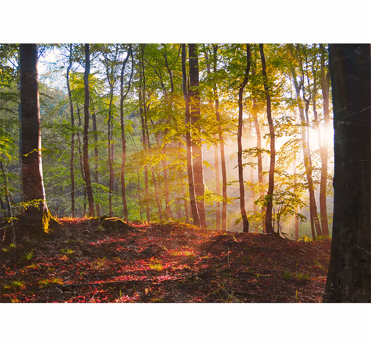 Estore de rolo quarto lindo amanhecer na floresta - TenStickers