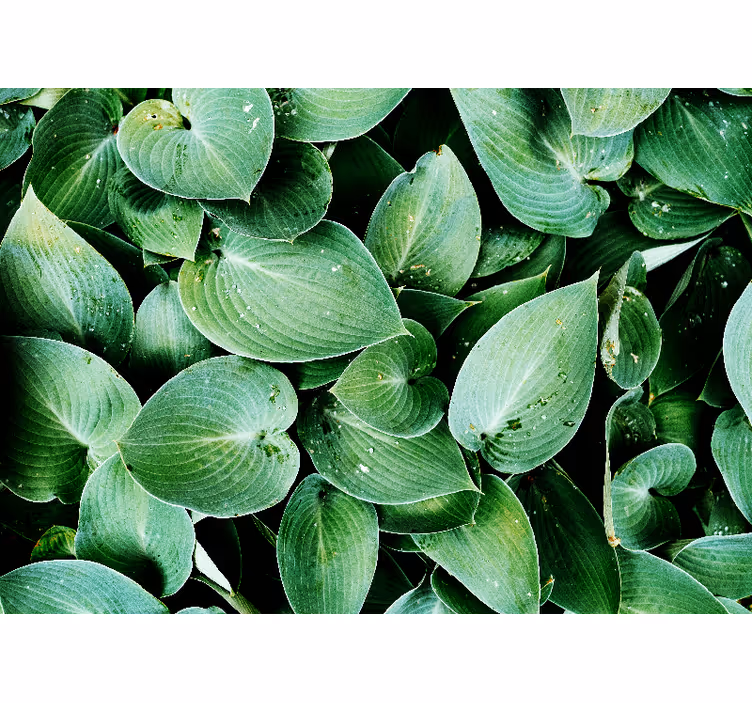 Estore de rolo quarto folhagem verde - TenStickers