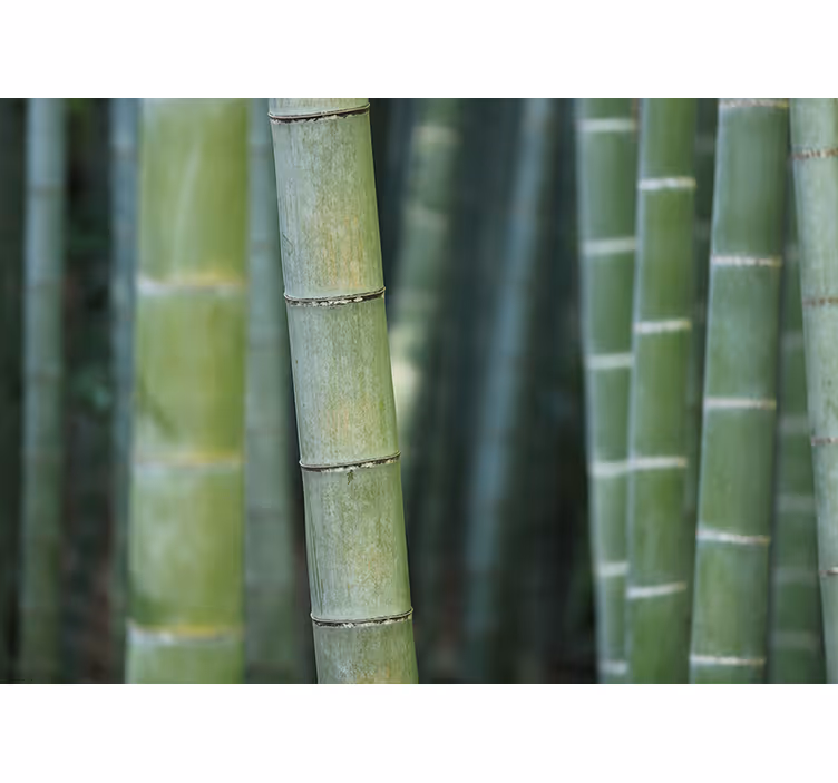 Estore de rolo quarto varas de bambu florestal - TenStickers