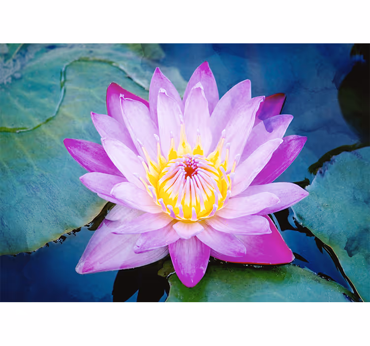 Estore de rolo quarto flor de lótus roxa - TenStickers