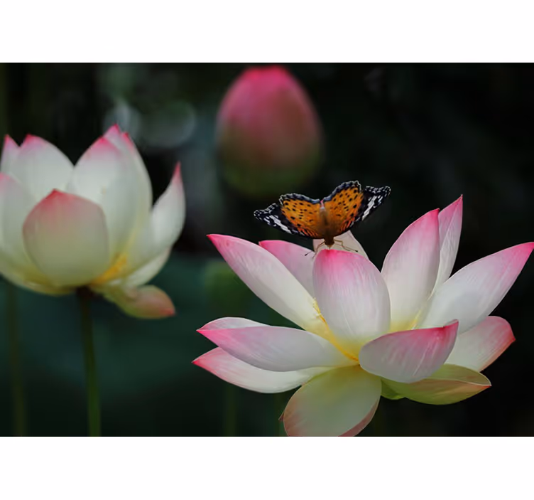 Estore de rolo quarto flor de lótus com borboletas - TenStickers