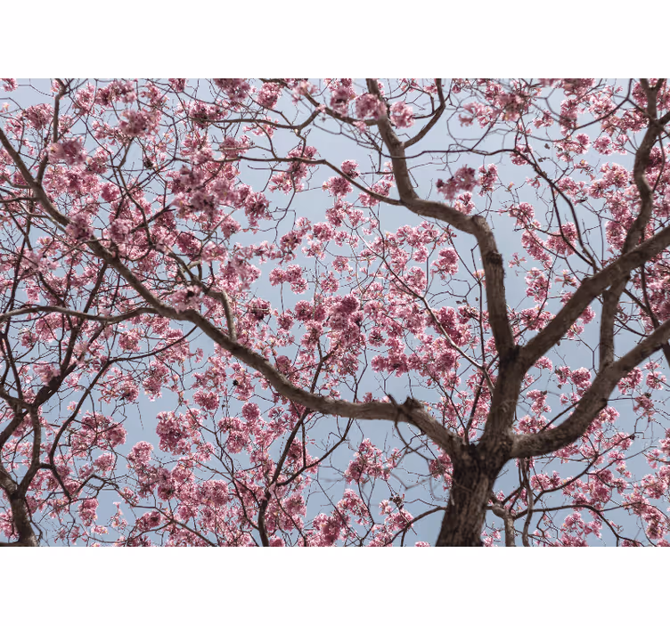 Estore de rolo quarto árvore de flores de cerejeira rosa - TenStickers