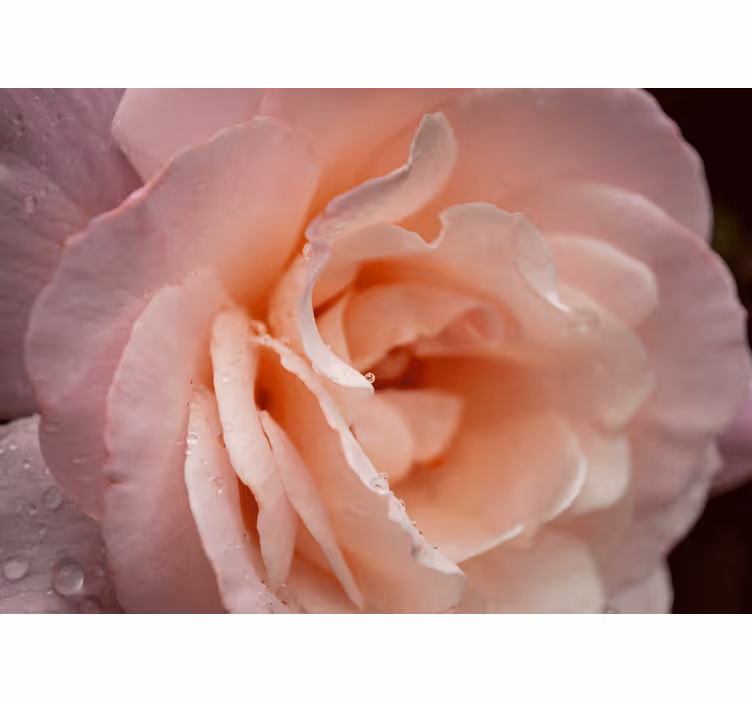 Estore de rolo quarto gotas de água de rosa pink elegante - TenStickers
