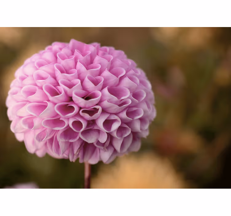 Estore de rolo quarto flores rosas coração elegante - TenStickers
