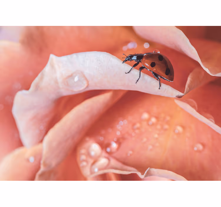 Estore de rolo quarto joaninha rosa floral elegante - TenStickers