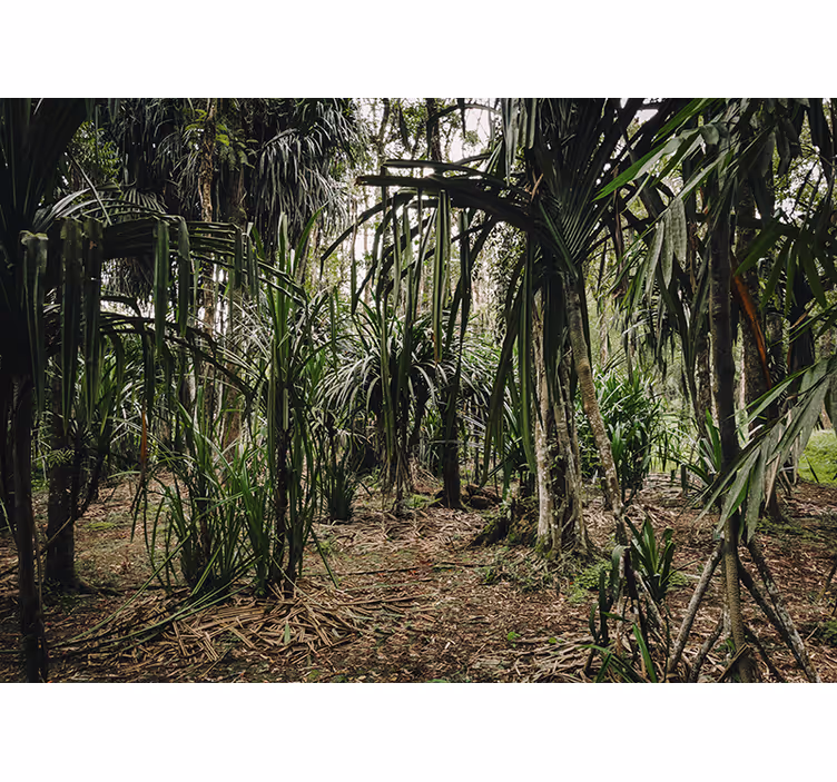 Estore de rolo quarto floresta tropical com profundidade - TenStickers