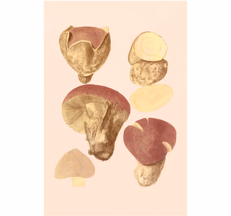Estore de rolo para sala tipos de cogumelos - TenStickers