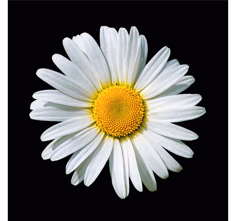 Estore de rolo quarto flor margarida preto e branco - TenStickers
