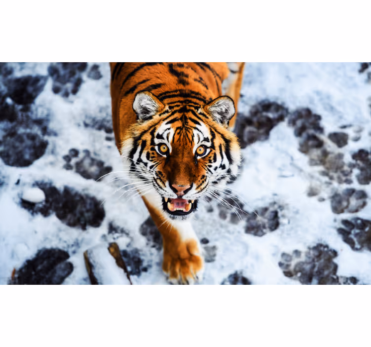 Estore de rolo quarto tigre feroz - TenStickers