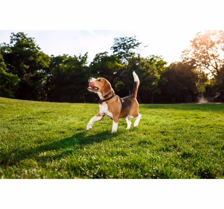 Estore de rolo quarto cãozinho fofo andando - TenStickers