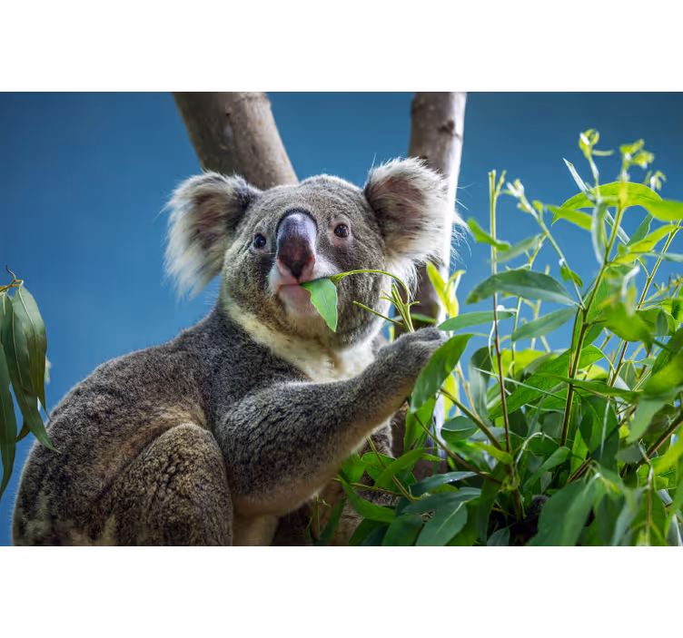 Estore de rolo quarto ursos koala fofos - TenStickers