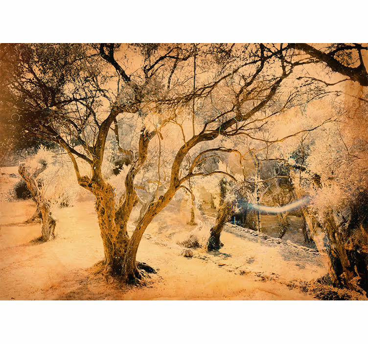 Estore de rolo quarto pomar de oliveiras idílico e belo - TenStickers