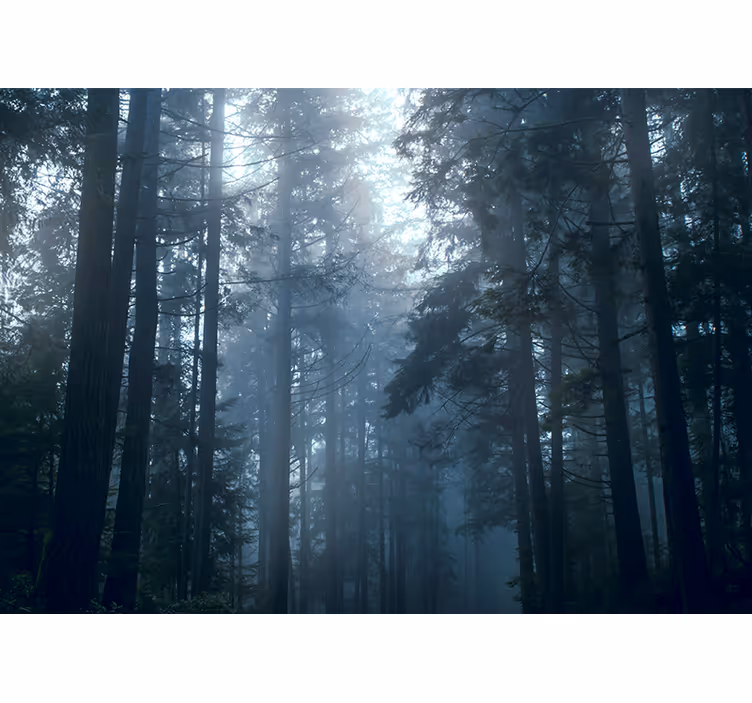 Estore de rolo quarto floresta nebulosa - TenStickers
