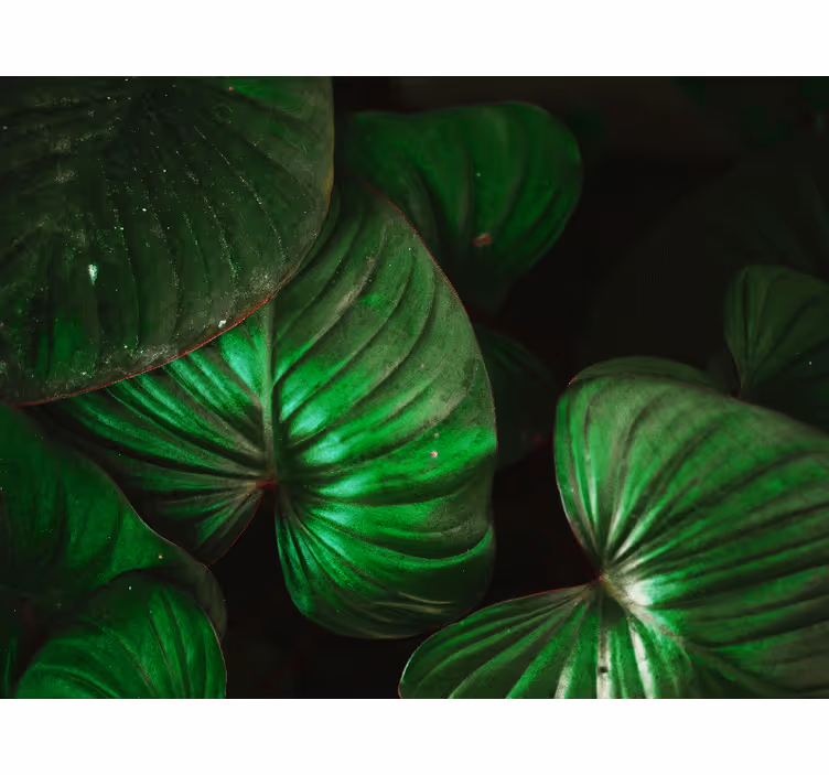 Estore de rolo quarto folhas verdes largas - TenStickers