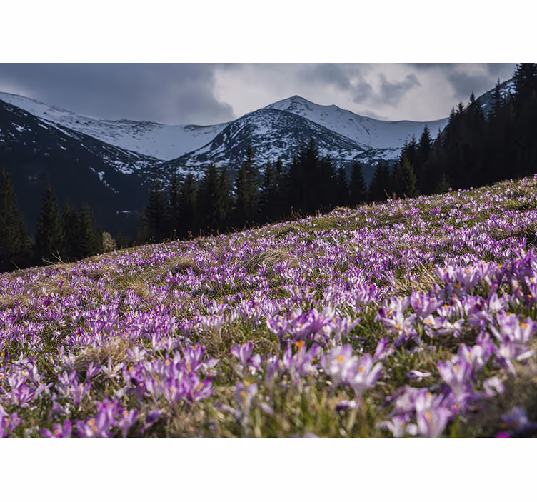Estore de rolo quarto lindo campo de flores crocus - TenStickers