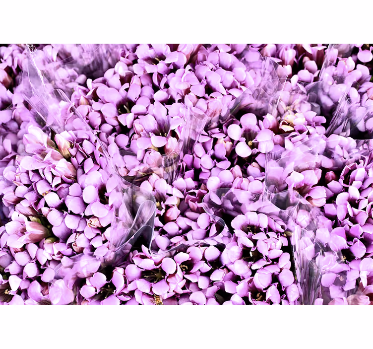 Estore de rolo quarto campo de flores roxas de crocus - TenStickers