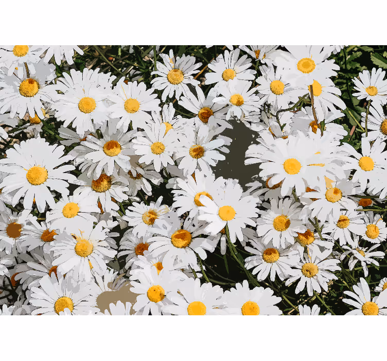 Estore de rolo branco campo de margaridas pintado - TenStickers