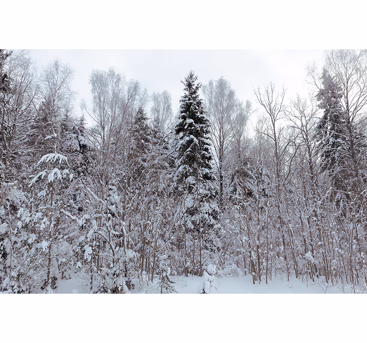 Estore de rolo branco floresta branca no inverno - TenStickers