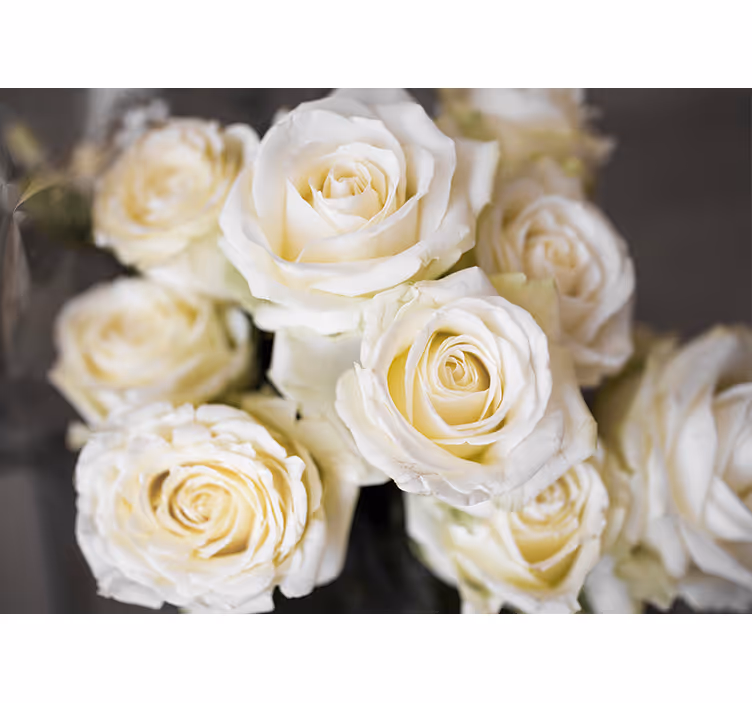 Estore de rolo branco fundo de rosas brancas - TenStickers