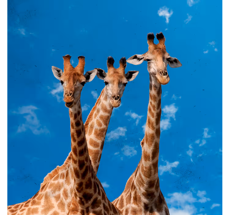 Estore de rolo infantil girafas e céu azul - TenStickers