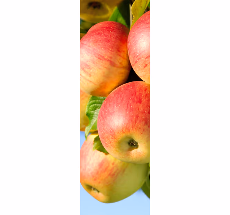 Estore de rolo para cozinha vinil decorativo maçãs na árvore - TenStickers
