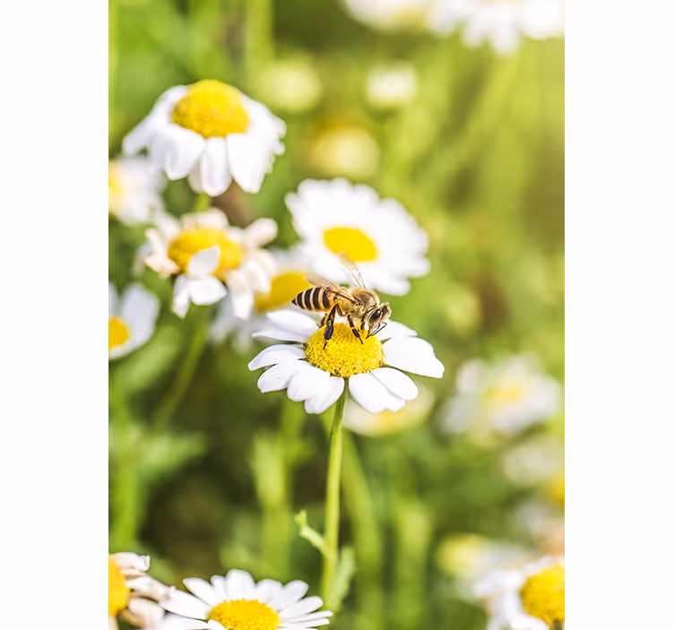 Estore de rolo para cozinha campo de flores - TenStickers