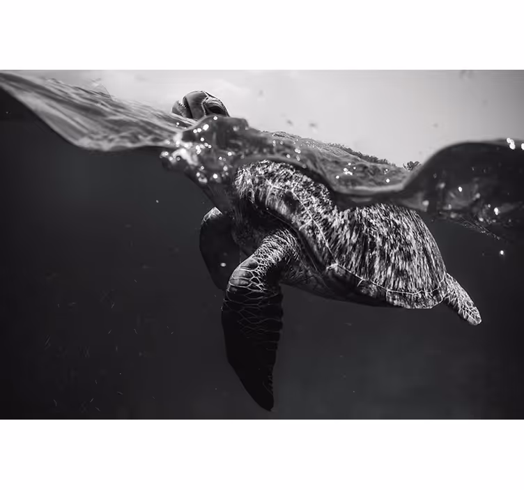 Estore de rolo preto tartaruga monocromática nadando - TenStickers