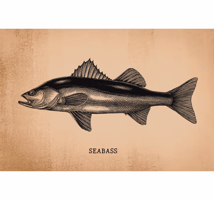 Estore de rolo bege desenho à mão de robalo realista - TenStickers