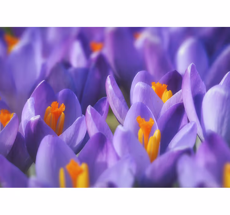 Estore de rolo para sala flor de crocus roxa e laranja - TenStickers