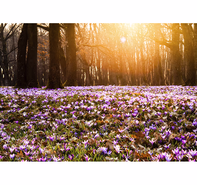 Estore de rolo para sala paisagem de crocus roxo - TenStickers