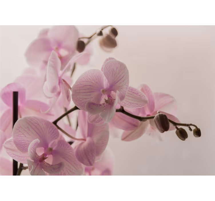 Estore de rolo quarto com design de orquídea - TenStickers