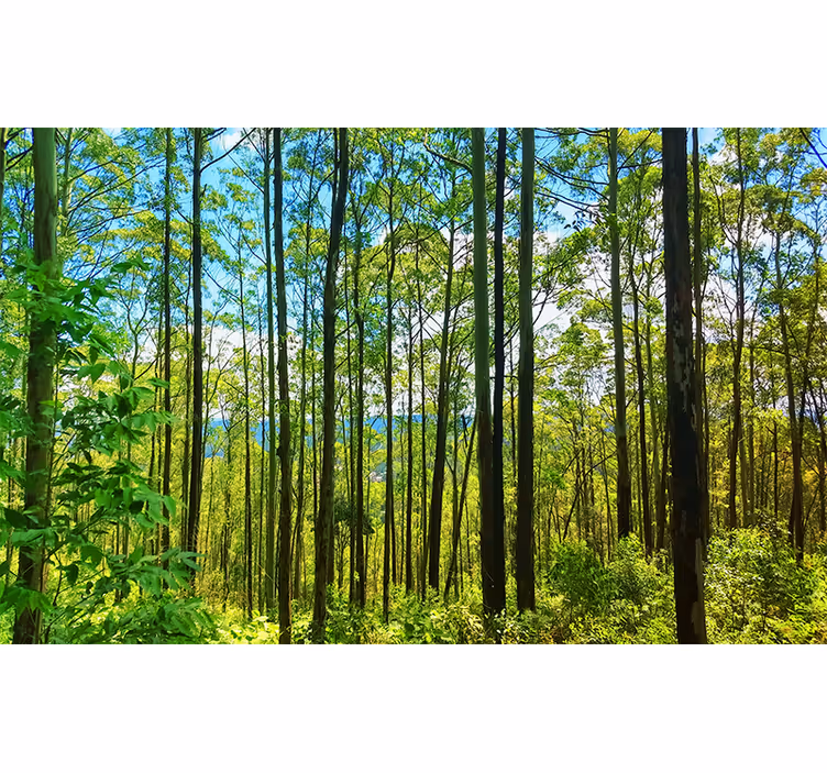 Estore de rolo quarto bétulas da floresta polonesa - TenStickers