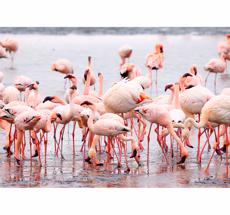Estore de rolo para sala região "camargue" com flamingos - TenStickers