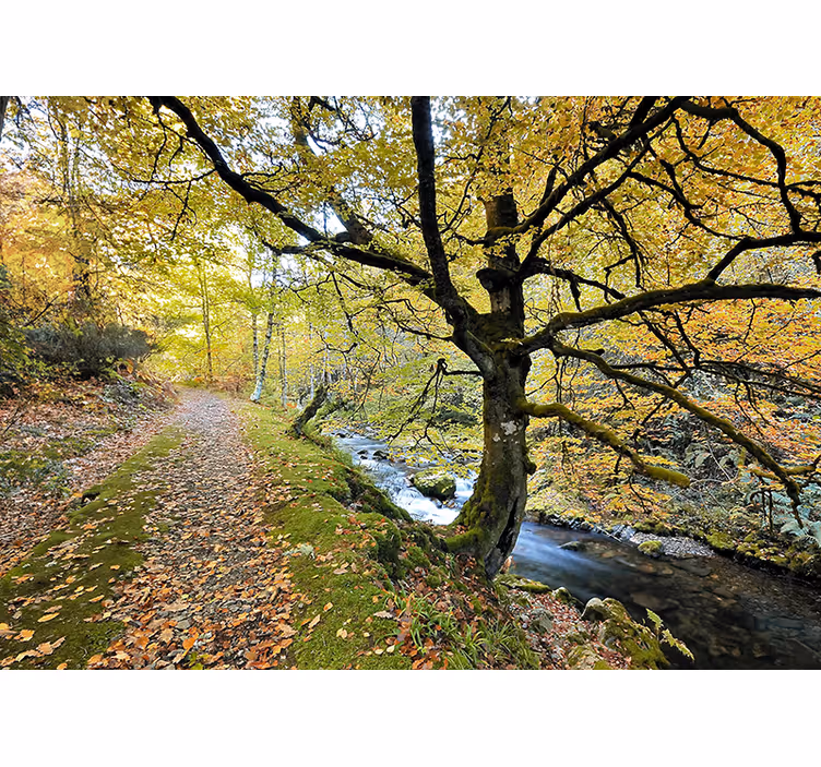 Estore de rolo para sala bosque de muniellos e rio - TenStickers