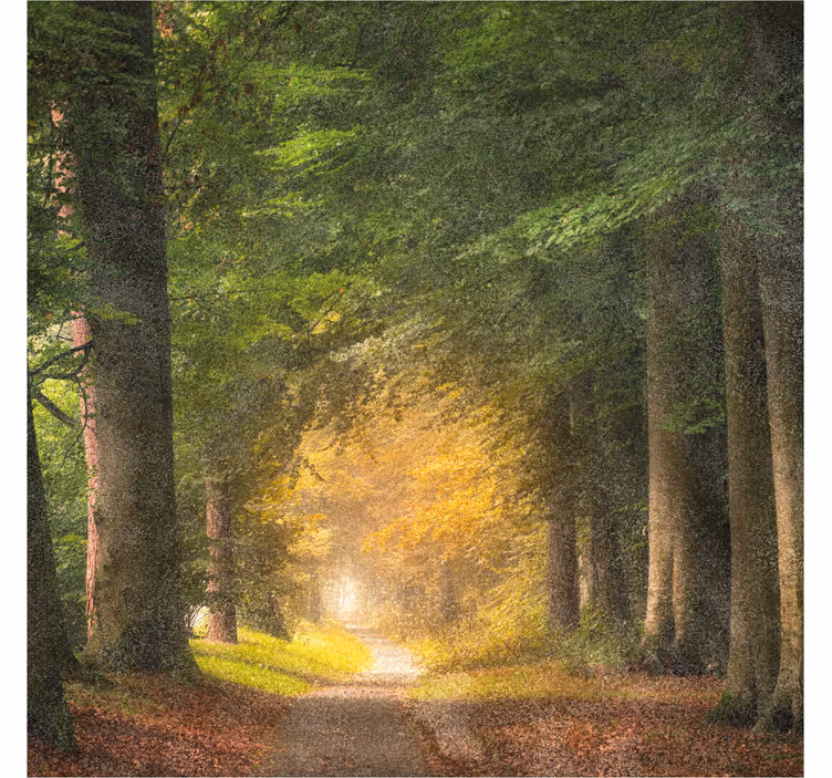 Estore de rolo empresa caminhada pela floresta - TenStickers