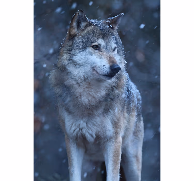 Estore de rolo juvenil lobo na neve - TenStickers