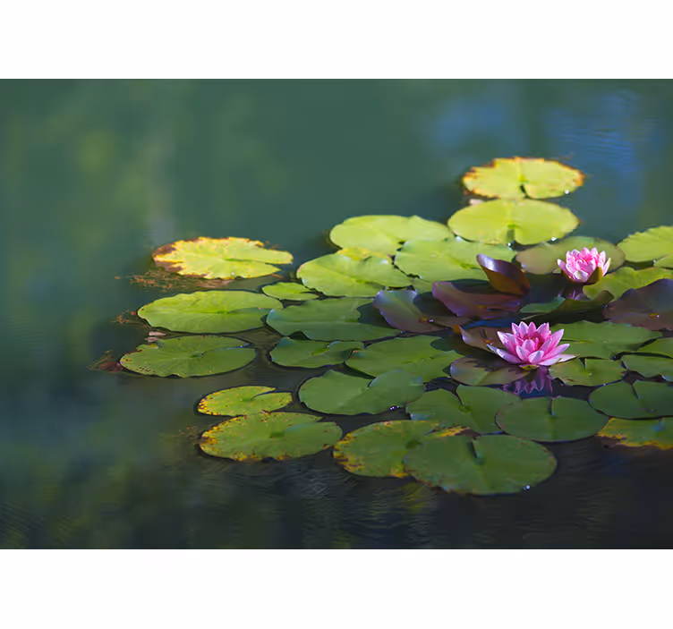 Estore de rolo zen duas flores de lótus - TenStickers