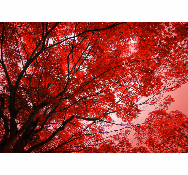 Estore de rolo vermelho com ramos vermelhos - TenStickers