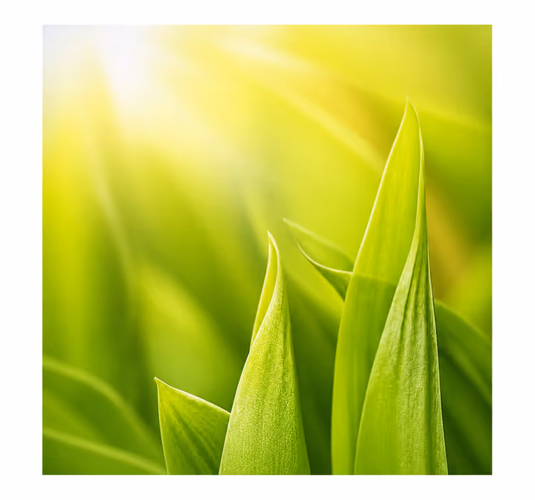 Estore de rolo verdes planta do sol - TenStickers